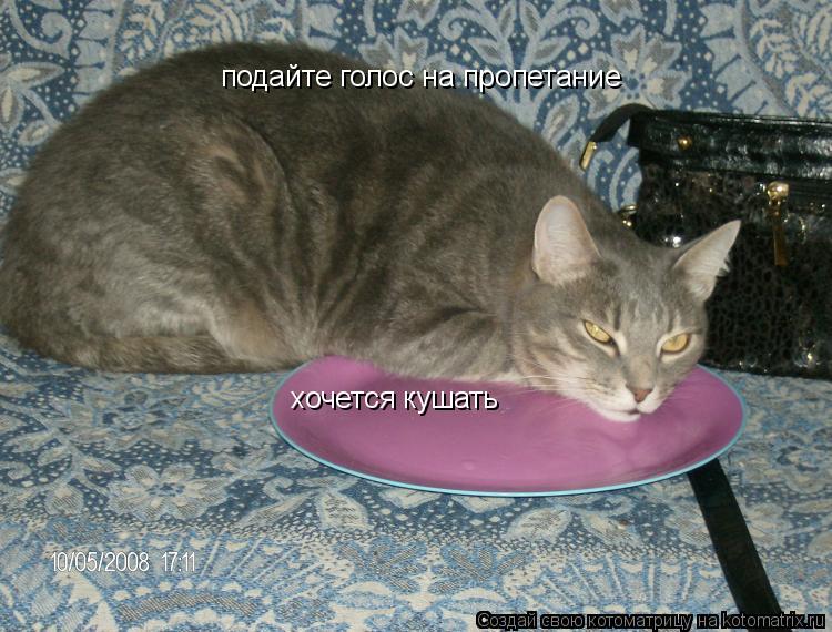 Котоматрица: подайте голос на пропетание хочется кушать
