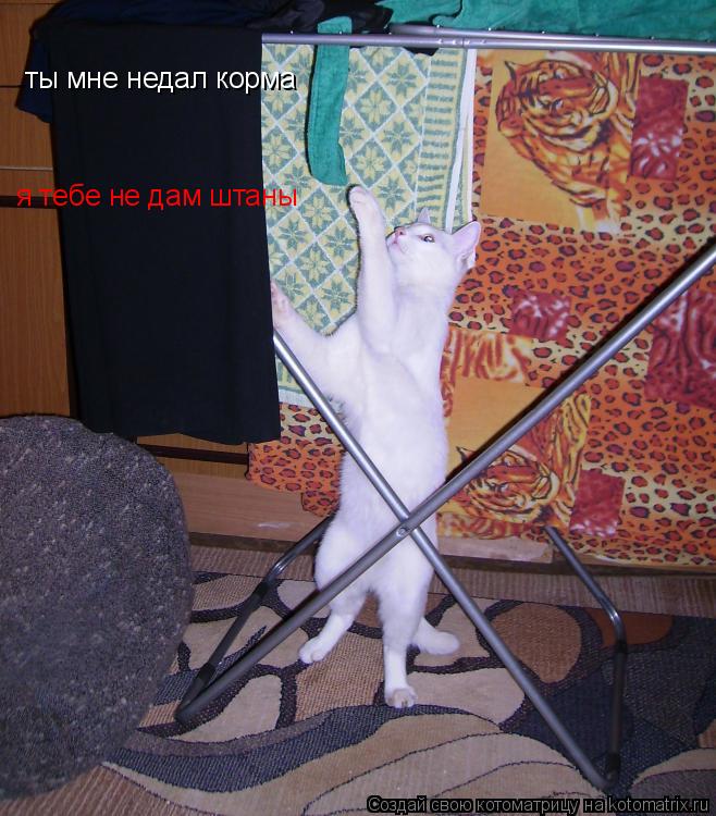 Котоматрица: ты мне недал корма я тебе не дам штаны