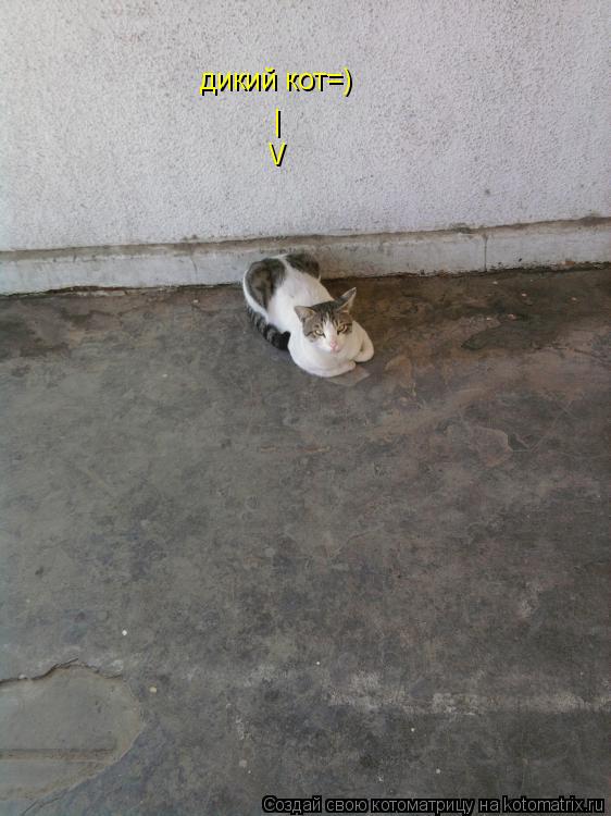 Котоматрица: дикий кот=) \/ Я |