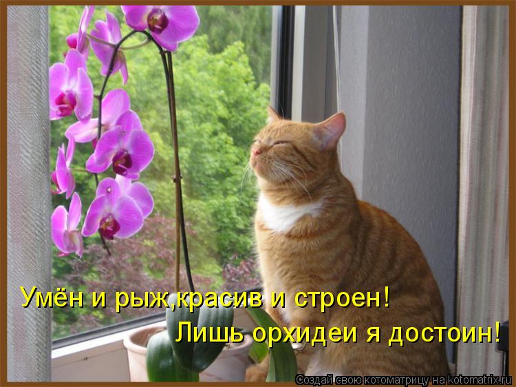 Котоматрица: Умён и рыж,красив и строен! Лишь орхидеи я достоин!