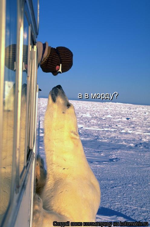 Котоматрица: а в морду?