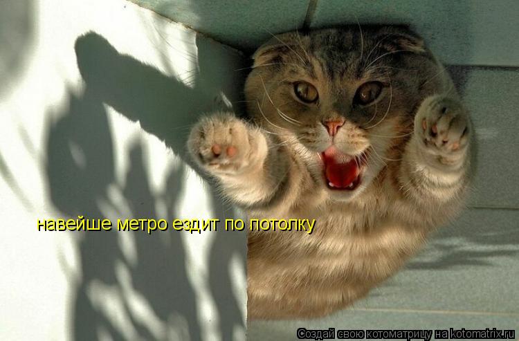 Котоматрица: навейше метро ездит по потолку