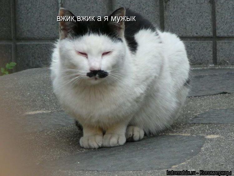 Котоматрица: вжик,вжик а я мужык