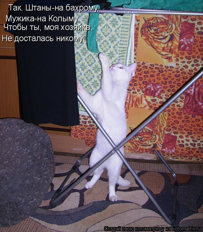 Котоматрица: Мужика-на Колыму. Так. Штаны-на бахрому, Не досталась никому! Чтобы ты, моя хозяйка,