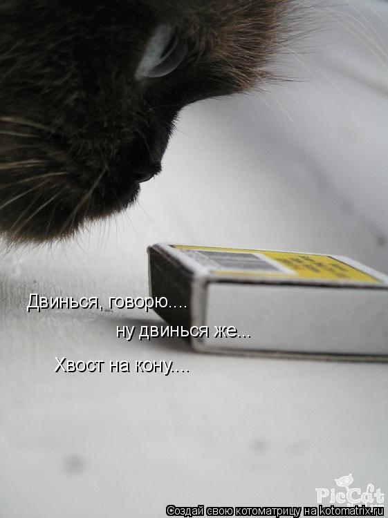 Котоматрица: Двинься, говорю.... ну двинься же... Хвост на кону....