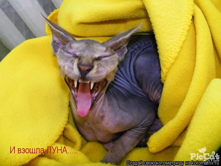 Котоматрица: И взошла ЛУНА.....