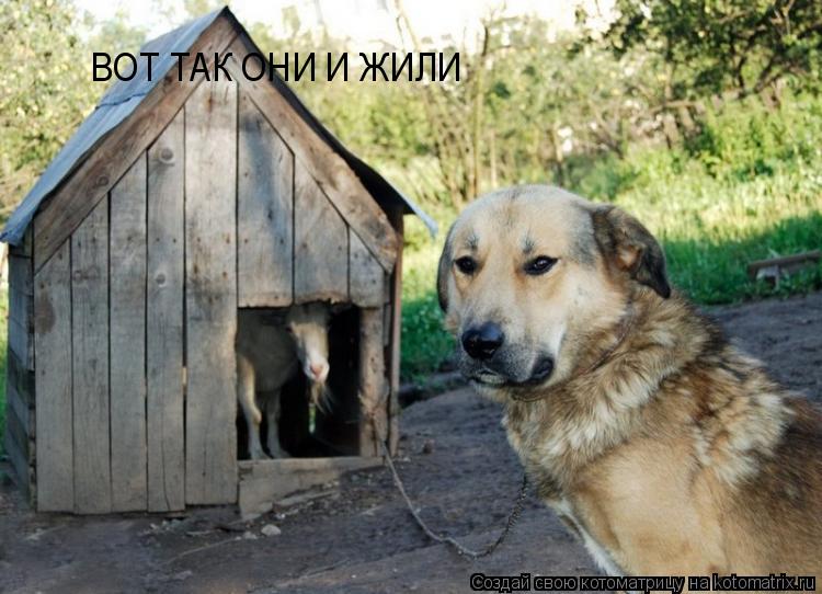 Котоматрица: ВОТ ТАК ОНИ И ЖИЛИ