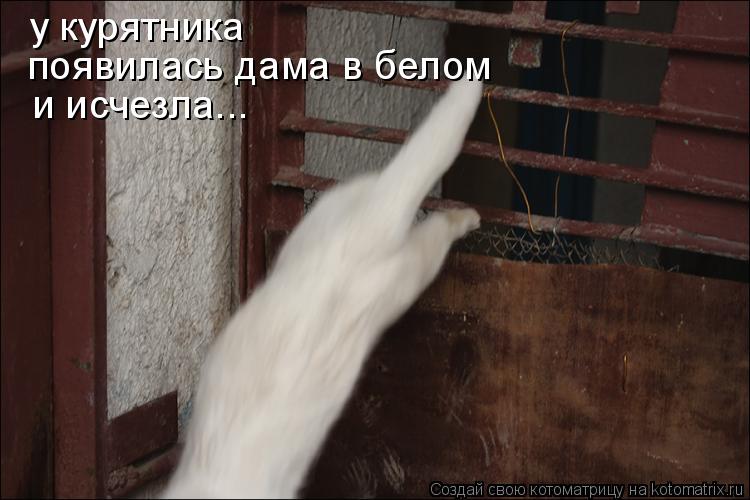 Котоматрица: у курятника  появилась дама в белом  и исчезла...