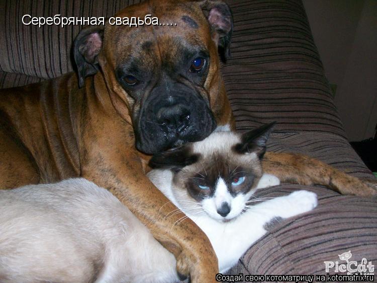 Котоматрица: Серебрянная свадьба.....