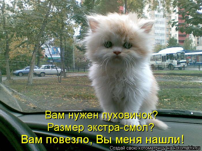 Котоматрица: Вам нужен пуховичок? Размер экстра-смол? Вам повезло, Вы меня нашли!