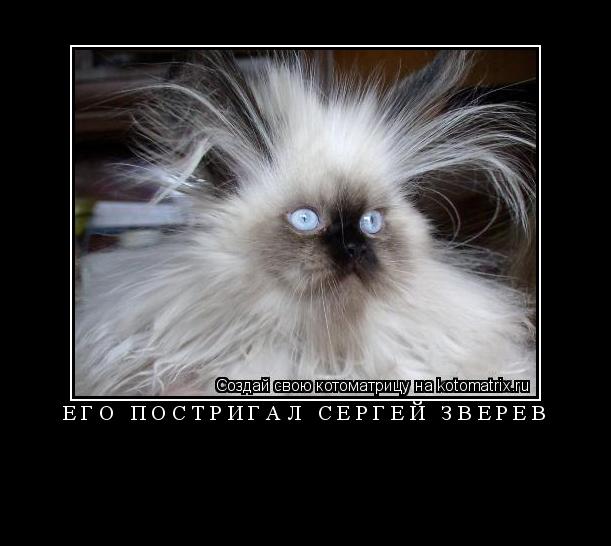 его постригал Сергей Зверев ... Котоматрица: его постригал Сергей Зверев