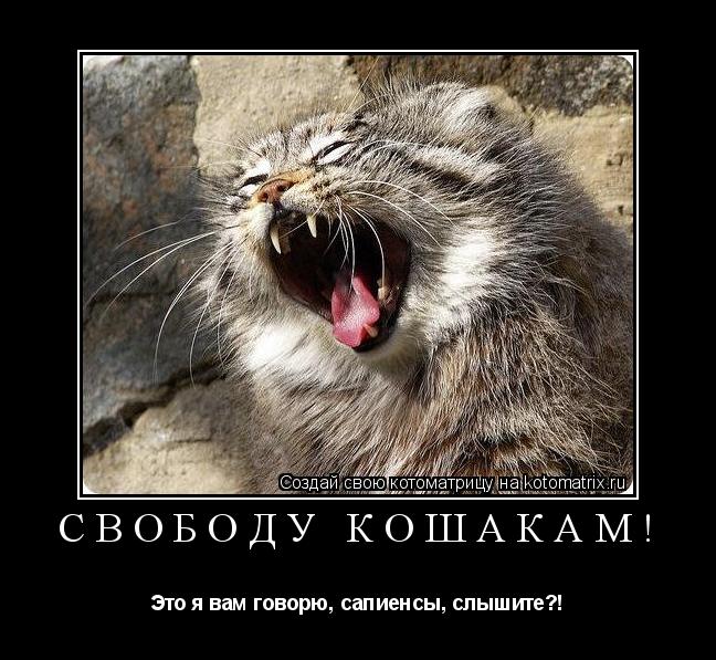 СВОБОДУ КОШАКАМ! Это я вам говорю, сапиенсы, слышите?!... Котоматрица: СВОБОДУ КОШАКАМ! Это я вам говорю, сапиенсы, слышите?!