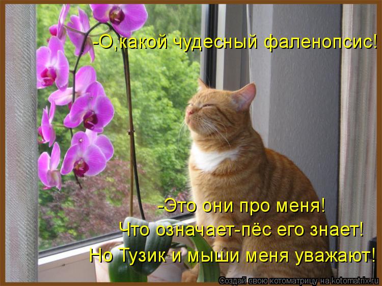 Котоматрица: -Это они про меня! -О,какой чудесный фаленопсис! Что означает-пёс его знает! Но Тузик и мыши меня уважают!