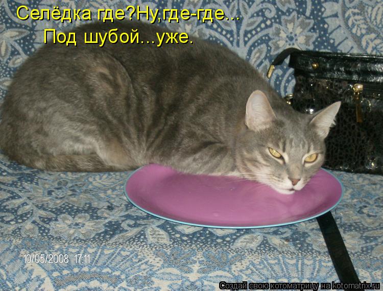 Селёдка где?Ну,где-где... Под шубой...уже.... Котоматрица: Селёдка где?Ну,где-где... Под шубой...уже.