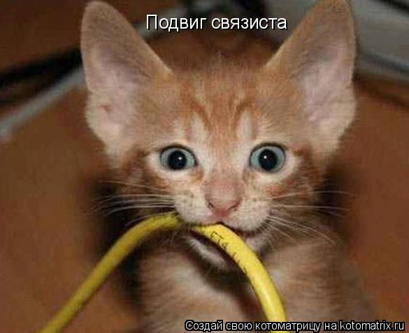 Подвиг связиста... Котоматрица: Подвиг связиста