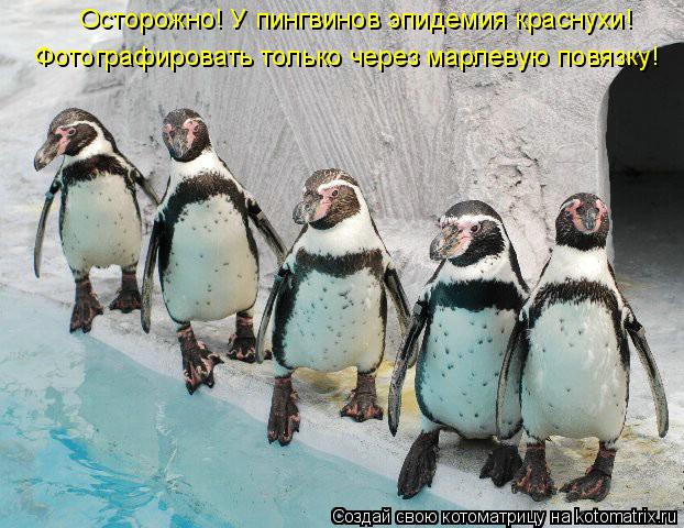 Осторожно! У пингвинов эпидемия краснухи! Фотографировать только через марлевую повязку!... Котоматрица: Осторожно! У пингвинов эпидемия краснухи! Фотографировать только через марлевую повязку!