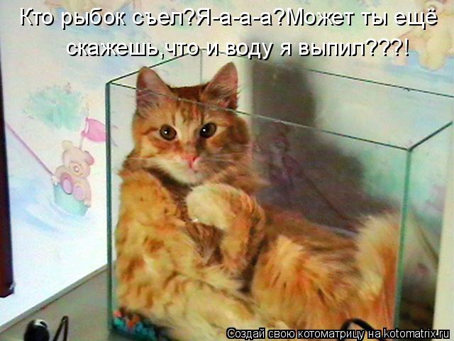 Кто рыбок съел?Я-а-а-а?Может ты ещё скажешь,что и воду я выпил???!... Котоматрица: Кто рыбок съел?Я-а-а-а?Может ты ещё скажешь,что и воду я выпил???!