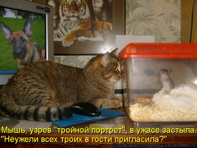 Мышь, узрев "тройной портрет", в ужасе застыла. "Неужели всех троих в гости пригласила?"... Котоматрица: Мышь, узрев "тройной портрет", в ужасе застыла. "Неужели всех троих в гости пригласила?"