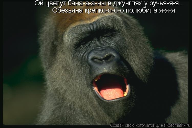 Ой цветут бана-а-а-ны в джунглях у ручья-я-я... Обезьяна крепко-о-о-о полюбила я-я-я... Котоматрица: Ой цветут бана-а-а-ны в джунглях у ручья-я-я... Обезьяна крепко-о-о-о полюбила я-я-я