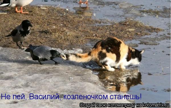 Не пей, Василий, козленочком станешь!... Котоматрица: Не пей, Василий, козленочком станешь!