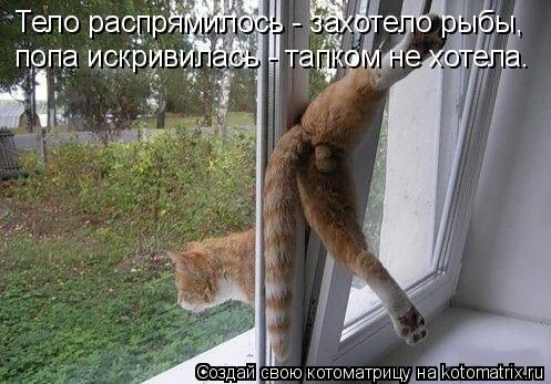 Тело распрямилось - захотело рыбы, попа искривилась - тапком не хотела.... Котоматрица: Тело распрямилось - захотело рыбы, попа искривилась - тапком не хотела.