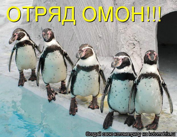 ОТРЯД ОМОН!!!... Котоматрица: ОТРЯД ОМОН!!!