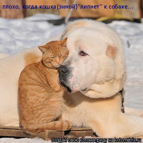 плохо, когда кошка(зимой)"липнет" к собаке...... Котоматрица: плохо, когда кошка(зимой)"липнет" к собаке...