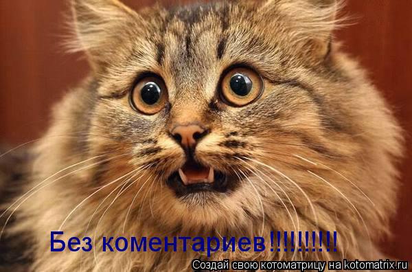 Без коментариев!!!!!!!!!!... Котоматрица: Без коментариев!!!!!!!!!!