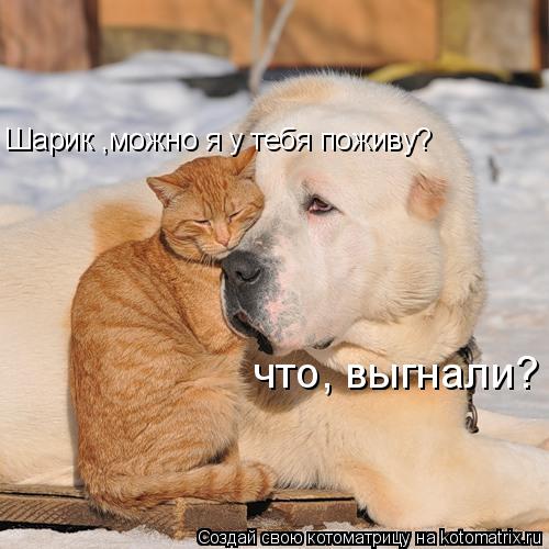 что, выгнали? Шарик ,можно я у тебя поживу?... Котоматрица: что, выгнали? Шарик ,можно я у тебя поживу?