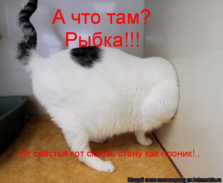 А что там? Рыбка!!! От счастья кот сквозь стену как проник!..... Котоматрица: А что там? Рыбка!!! От счастья кот сквозь стену как проник!..