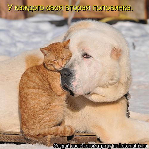 У каждого своя вторая половинка.... Котоматрица: У каждого своя вторая половинка.