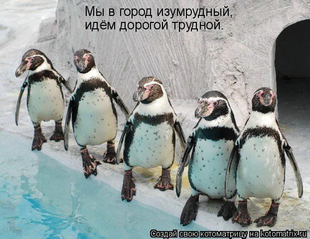 Мы в город изумрудный, идём дорогой трудной.... Котоматрица: Мы в город изумрудный, идём дорогой трудной.