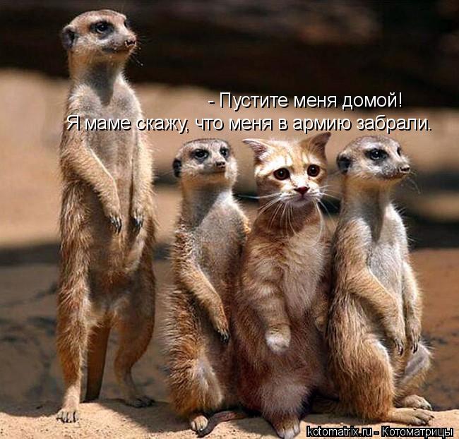 - Пустите меня домой! Я маме скажу, что меня в армию забрали.... Котоматрица: - Пустите меня домой! Я маме скажу, что меня в армию забрали.