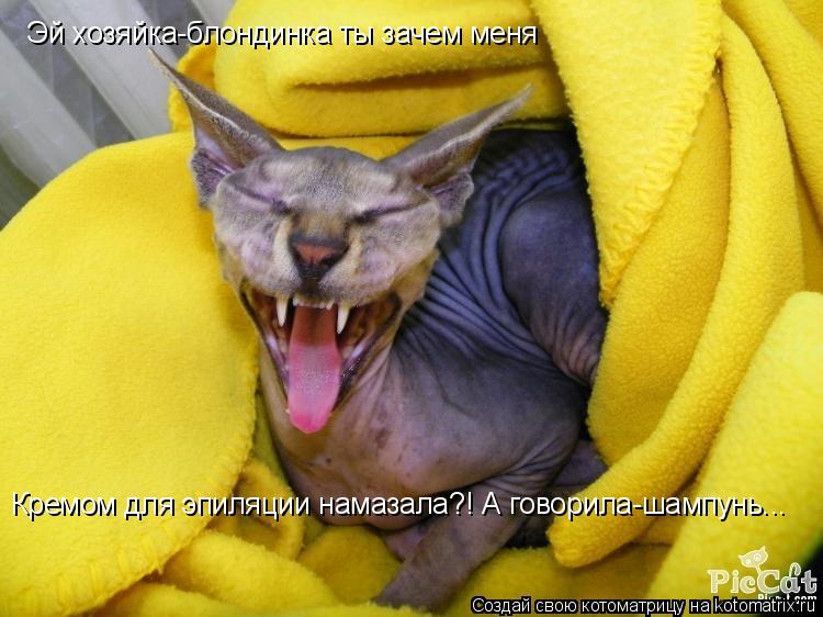 Эй хозяйка-блондинка ты зачем меня Кремом для эпиляции намазала?! А говорила-шампунь...... Котоматрица: Эй хозяйка-блондинка ты зачем меня Кремом для эпиляции намазала?! А говорила-шампунь...