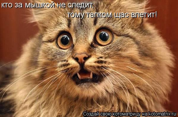 кто за мышкой не следит, тому тапком щас влетит!... Котоматрица: кто за мышкой не следит, тому тапком щас влетит!
