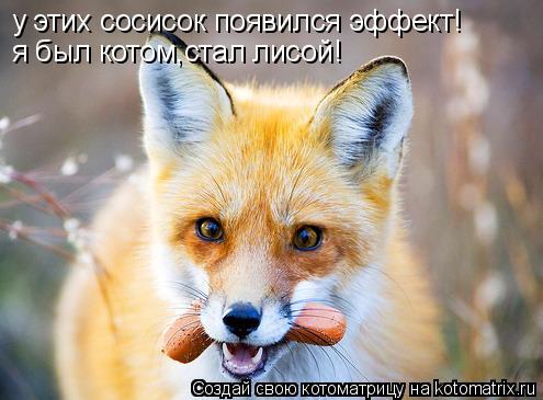 у этих сосисок появился эффект! я был котом,стал лисой!... Котоматрица: у этих сосисок появился эффект! я был котом,стал лисой!