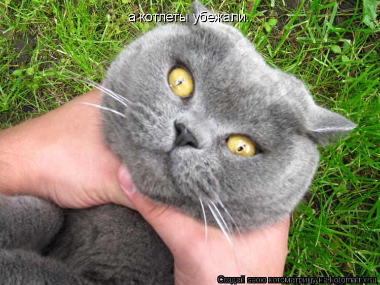 а котлеты убежали..... Котоматрица: а котлеты убежали..