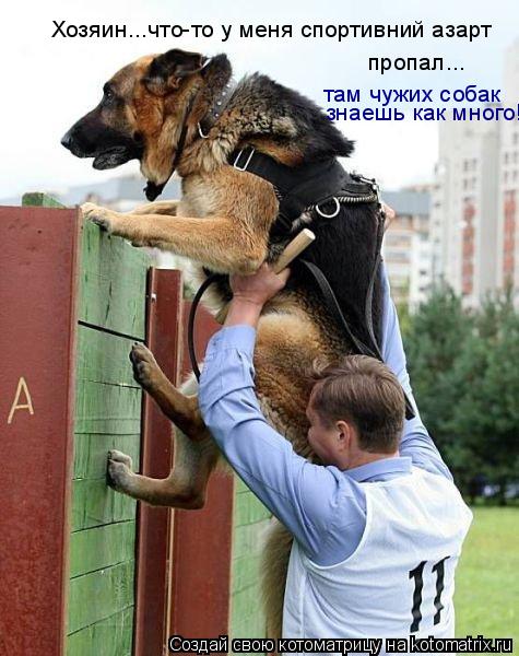 Хозяин...что-то у меня спортивний азарт пропал... там чужих собак знаешь как много!... Котоматрица: Хозяин...что-то у меня спортивний азарт пропал... там чужих собак знаешь как много!