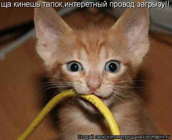 ща кинешь тапок,интеретный провод загрызу!!... Котоматрица: ща кинешь тапок,интеретный провод загрызу!!