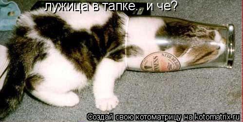 лужица в тапке.. и че?... Котоматрица: лужица в тапке.. и че?