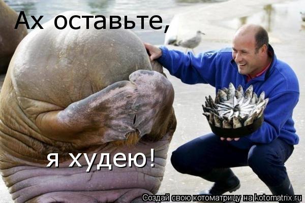 Ах оставьте, я худею!... Котоматрица: Ах оставьте, я худею!