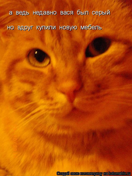 а ведь недавно вася был серый но вдруг купили новую мебель... Котоматрица: а ведь недавно вася был серый но вдруг купили новую мебель