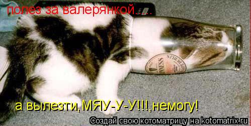 полез за валерянкой..... а вылезти,МЯУ-У-У!!!,немогу!... Котоматрица: полез за валерянкой..... а вылезти,МЯУ-У-У!!!,немогу!
