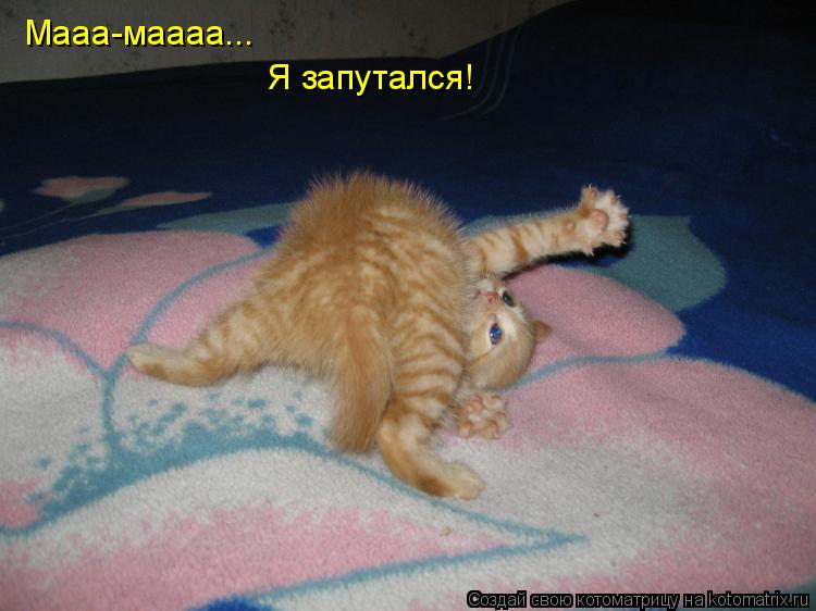 Мааа-маааа... Я запутался!... Котоматрица: Мааа-маааа... Я запутался!