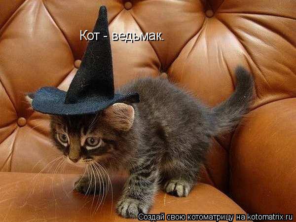 Кот - ведьмак.... Котоматрица: Кот - ведьмак.