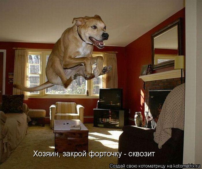 Хозяин, закрой форточку - сквозит... Котоматрица: Хозяин, закрой форточку - сквозит