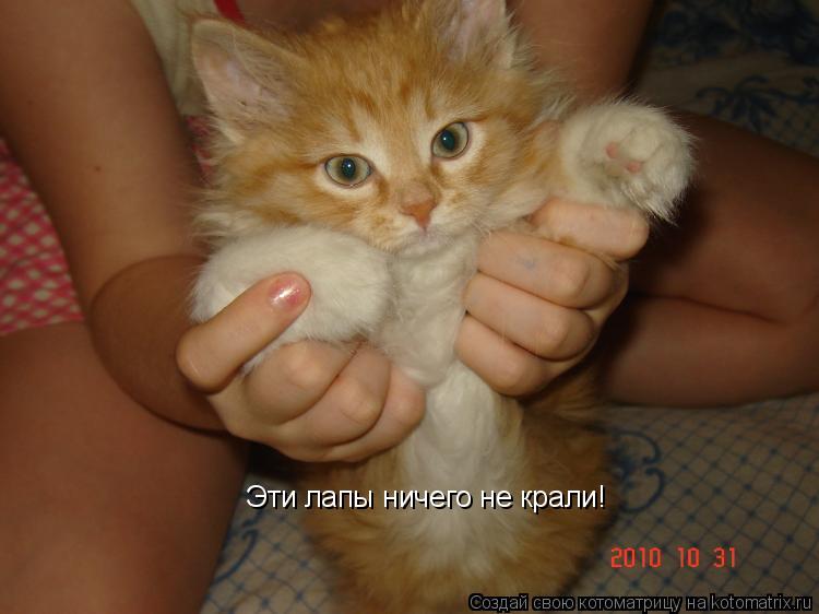 Эти лапы ничего не крали!... Котоматрица: Эти лапы ничего не крали!
