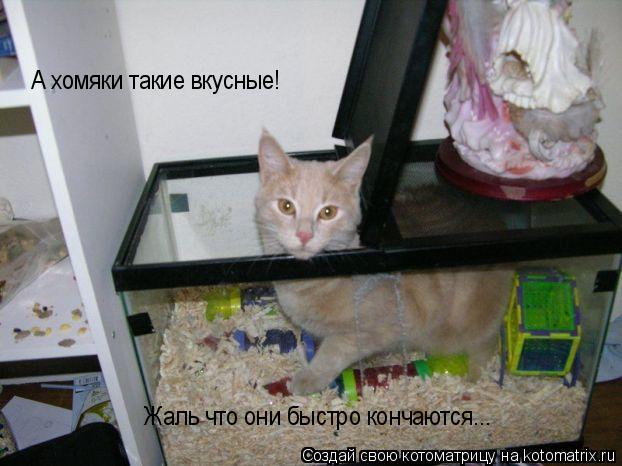 Жаль что они быстро кончаются... А хомяки такие вкусные!... Котоматрица: Жаль что они быстро кончаются... А хомяки такие вкусные!