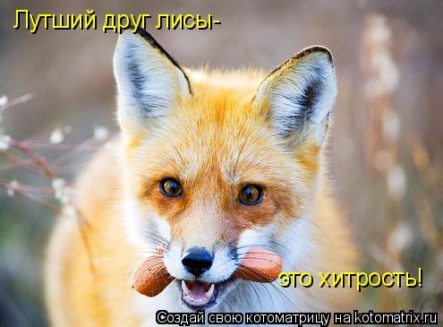 Лутший друг лисы- это хитрость!... Котоматрица: Лутший друг лисы- это хитрость!
