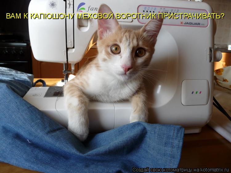 ВАМ К КАПЮШОНУ МЕХОВОЙ ВОРОТНИК ПРИСТРАЧИВАТЬ?... Котоматрица: ВАМ К КАПЮШОНУ МЕХОВОЙ ВОРОТНИК ПРИСТРАЧИВАТЬ?
